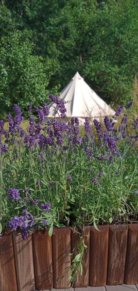 Glamping Malinowy Las